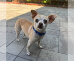 Small #2 Chihuahua