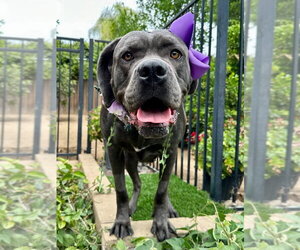 Mutt Dogs for adoption in Redlands, CA, USA