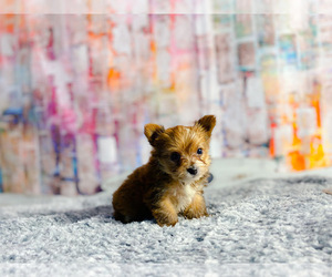 Yorkshire Terrier Puppy for sale in KINSTON, NC, USA