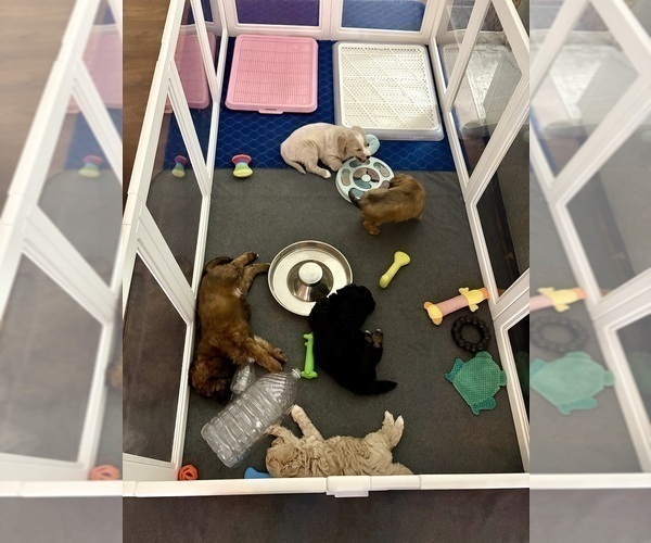 Medium Photo #10 Goldendoodle (Miniature) Puppy For Sale in CAPE CORAL, FL, USA