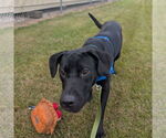 Small #7 Labrador Retriever Mix