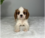 Small Photo #2 Cavalier King Charles Spaniel Puppy For Sale in FRANKLIN, IN, USA
