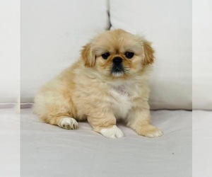 Pekingese Puppy for sale in CINCINNATI, OH, USA