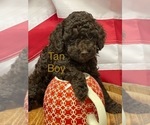 Puppy Tan collar Poodle (Miniature)