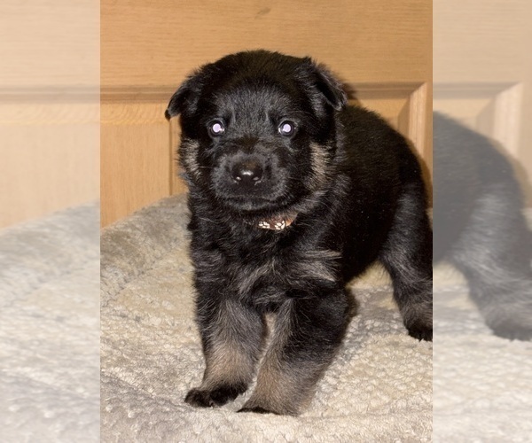 Medium Photo #16 German Shepherd Dog Puppy For Sale in SUMPTER TWP, MI, USA