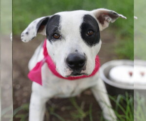 American Staffordshire Terrier-Unknown Mix Dogs for adoption in San Antonio, TX, USA