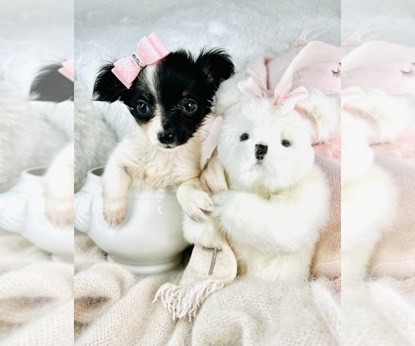 Medium Photo #22 Chihuahua Puppy For Sale in LEWISVILLE, TX, USA