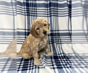 Goldendoodle Puppy for sale in OREGON CITY, OR, USA