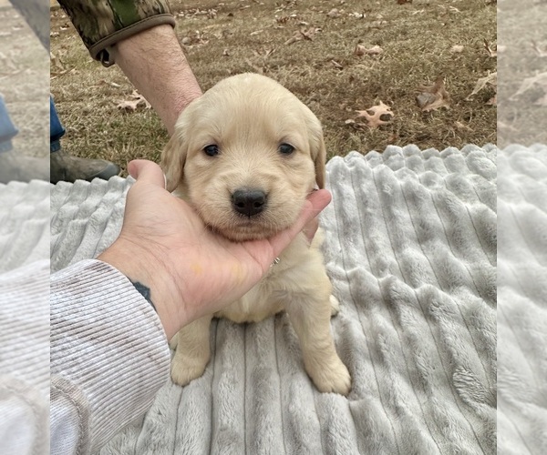 Medium Photo #19 Golden Retriever Puppy For Sale in CONCORD, VA, USA