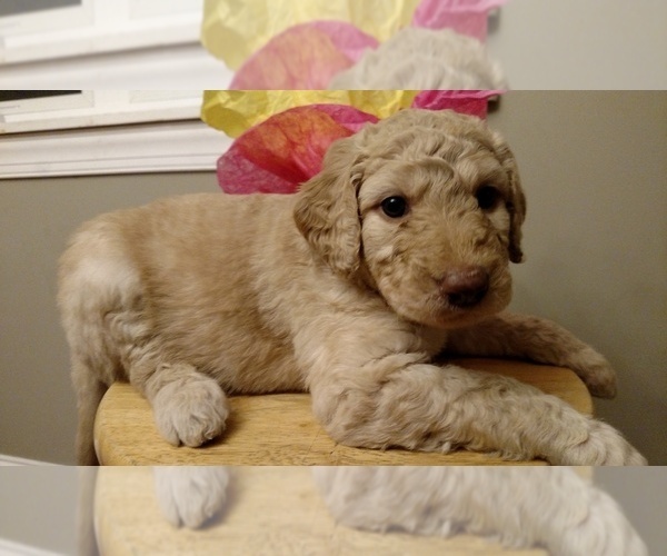 Medium Photo #4 Goldendoodle Puppy For Sale in S WALES, NY, USA