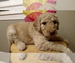 Small Photo #4 Goldendoodle Puppy For Sale in S WALES, NY, USA