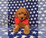 Small Photo #7 Poodle (Toy) Puppy For Sale in LINCOLN UNIV, PA, USA