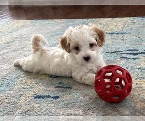Bichpoo-Maltipoo Mix Puppy for sale in LEESBURG, VA, USA