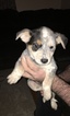 Small Photo #8 Australian Cattle Dog Puppy For Sale in STUARTS DRAFT, VA, USA
