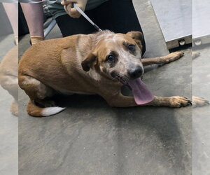 Pete - Male Mutt Dog for Adoption - Photo #4