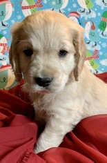 Golden Cocker Retriever Puppy for sale in MORGANTOWN, IN, USA