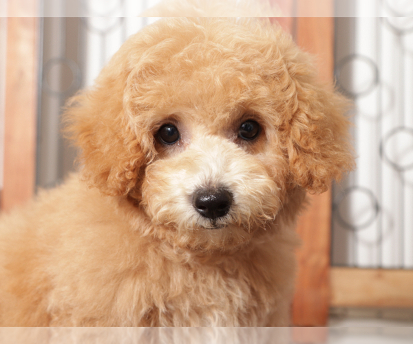 Medium Photo #2 Poochon Puppy For Sale in NAPLES, FL, USA