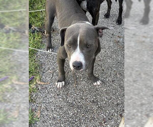 Medium Photo #1 American Pit Bull Terrier Puppy For Sale in Houston, TX, USA