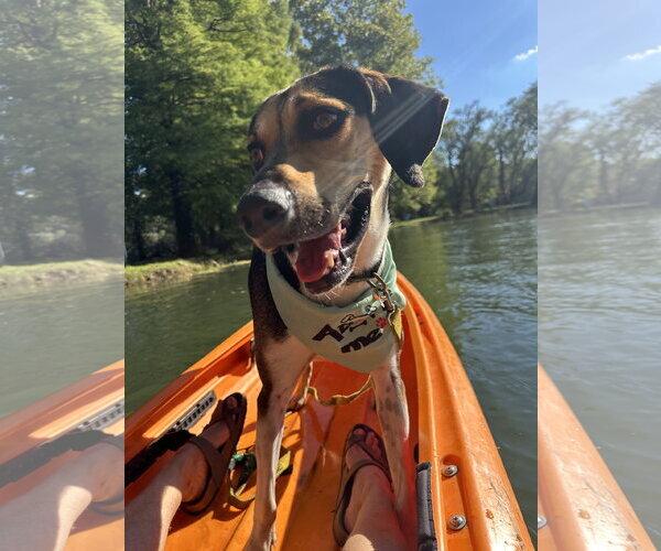 Medium Photo #9 Treeing Walker Coonhound-Unknown Mix Puppy For Sale in Germantown, OH, USA