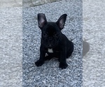 Small Photo #16 French Bulldog Puppy For Sale in MADISON, OH, USA