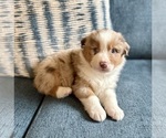 Puppy Beryl Australian Shepherd
