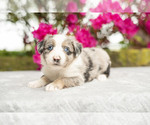 Puppy Stacy Australian Shepherd