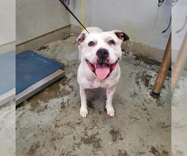 Medium Photo #1 Mutt Puppy For Sale in Camarillo, CA, USA