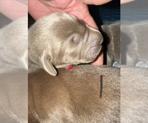 Labrador Retriever Puppy for sale in OSYKA, MS, USA