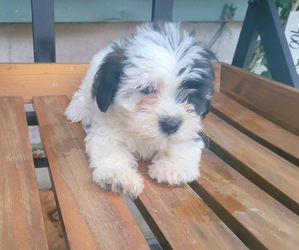 Havashu Puppy for sale in NOVI, MI, USA