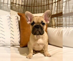 Medium French Bulldog