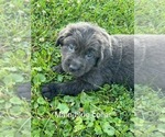 Puppy Blue Newfoundland