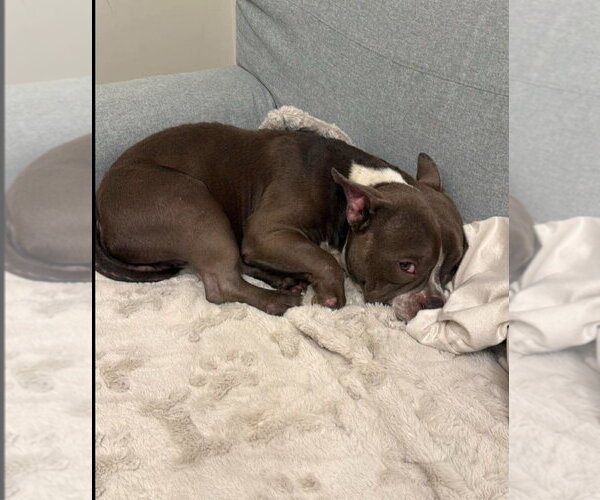 Medium Photo #3 French Bulldog-Unknown Mix Puppy For Sale in Brights Grove, Ontario, Canada