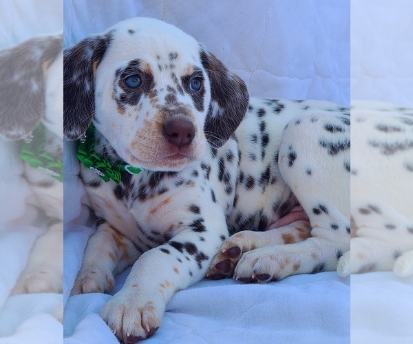 Medium Photo #6 Dalmatian Puppy For Sale in CAPE MAY COURT HOUSE, NJ, USA
