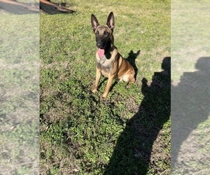 Father of the Belgian Malinois puppies born on 01/20/2023