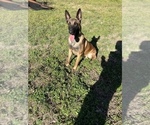 Small Photo #1 Belgian Malinois Puppy For Sale in GREENVILLE, NC, USA