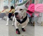 Small #1 Bulldog-Staffordshire Bull Terrier Mix