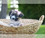 Small #1 Mutt