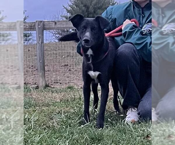 Medium Photo #2 Labrador Retriever-Unknown Mix Puppy For Sale in Unionville, PA, USA
