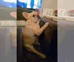 Small #1 French Bulldog