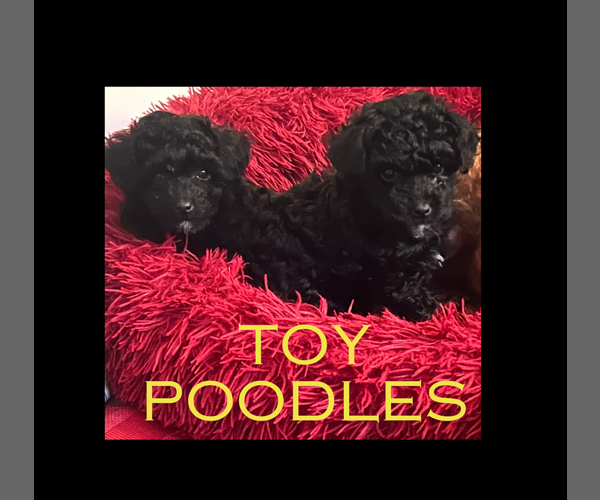 Medium Photo #1 Poodle (Toy) Puppy For Sale in Courtenay, British Columbia, Canada