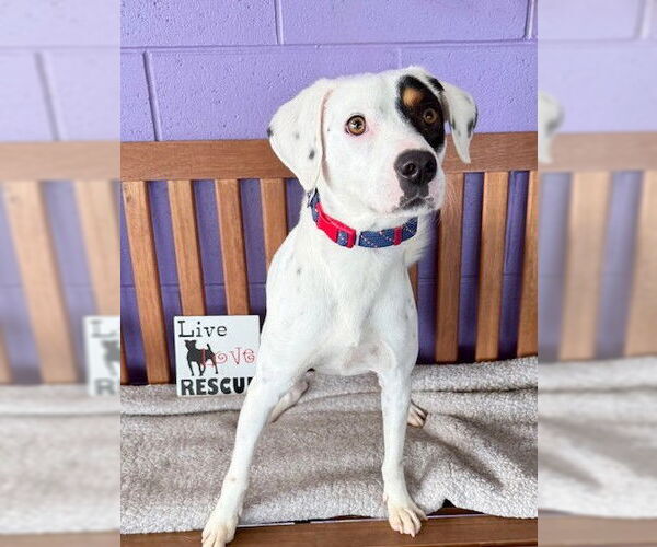 Medium Photo #3 Pointer Aussie Puppy For Sale in Genesee, WI, USA