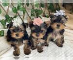 Small Photo #8 Yorkshire Terrier Puppy For Sale in PALO ALTO, CA, USA