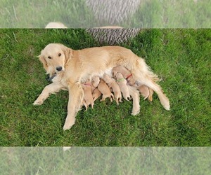 Mother of the Golden Retriever puppies born on 05/17/2021