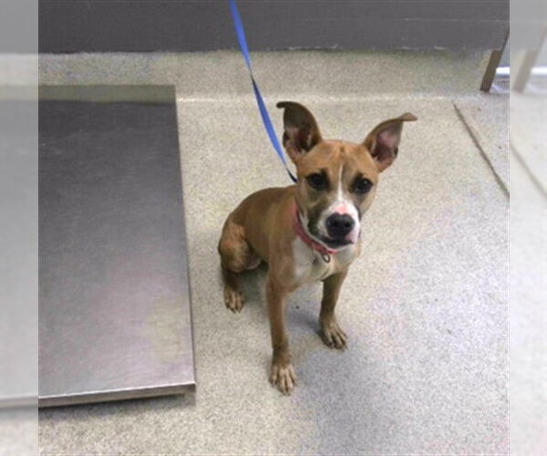 Medium Photo #1 American Staffordshire Terrier-Unknown Mix Puppy For Sale in Tallahassee, FL, USA