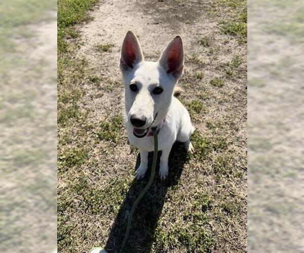 Medium Photo #2 Siberian Husky-Unknown Mix Puppy For Sale in Houston, TX, USA