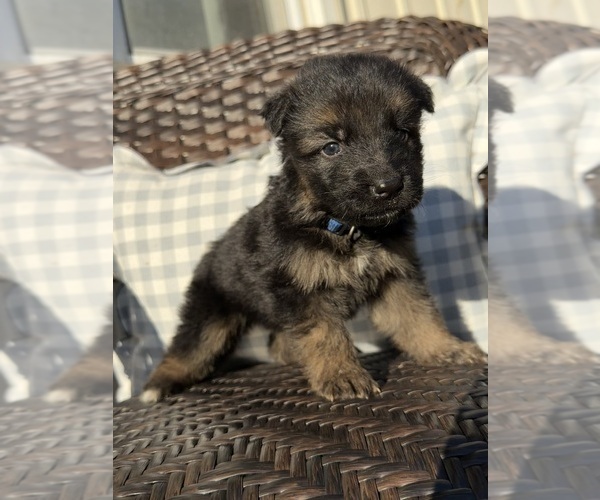 Medium Photo #7 German Shepherd Dog Puppy For Sale in MARSHALL, MO, USA