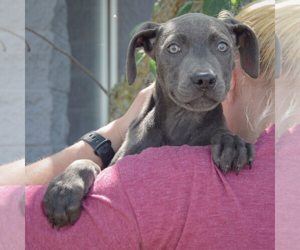 Medium Photo #5 American Staffordshire Terrier-Weimaraner Mix Puppy For Sale in Huntley, IL, USA