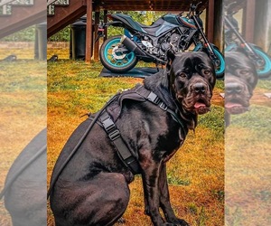 Father of the Cane Corso puppies born on 08/19/2026