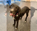 Small #2 Airedale Terrier-German Wirehaired Pointer Mix