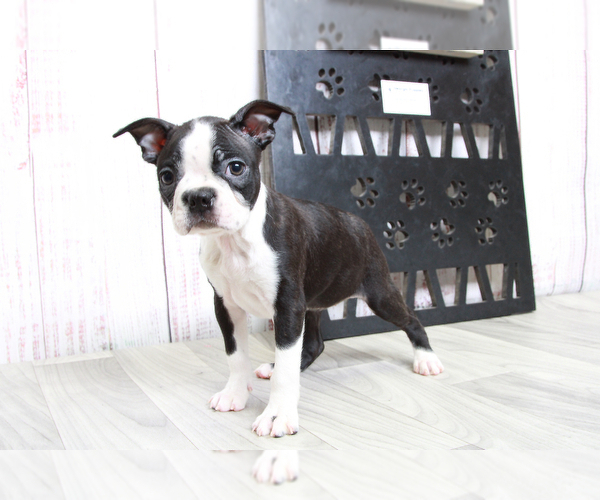 Medium Photo #4 Boston Terrier Puppy For Sale in MARIETTA, GA, USA